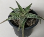 Алое (Aloe diego)