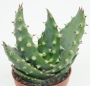 Алое (Aloe ferox)