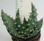 Алое (Aloe ferox)