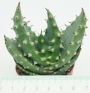 Алое (Aloe ferox)