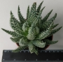Алое (Aloe Humilis superb select white textured form)
