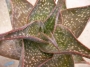Алое (Aloe Hybrid Spotted leaves)