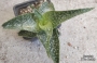 Алое (Aloe Hybrid Spotted leaves)