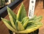 Алое (Aloe nobilis variegated)