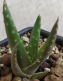 Алое (Aloe nobilis variegated)
