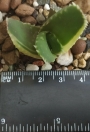 Алое (Aloe nobilis variegated)
