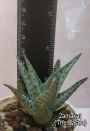 Алое (Aloe rauhii)