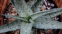 Алое (Aloe rauhii cv. Snow Flake, snowflake)
