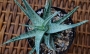 Алое (Aloe rauhii cv. Snow Flake, snowflake)