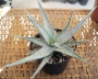 Алое (Aloe rauhii cv. Snow Flake, snowflake)