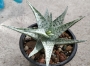 Алое (Aloe rauhii cv. Snow Flake, snowflake)