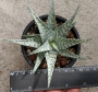 Алое (Aloe rauhii cv. Snow Flake, snowflake)