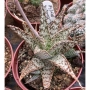 Алое (Aloe rauhii White Diamond)
