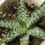 Алое (Aloe rauhii White Diamond)