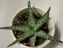 Алое (Aloe rauhii White Diamond)