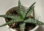 Алое (Aloe rauhii White Diamond)