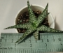 Алое (Aloe rauhii White Diamond)