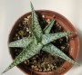 Алое (Aloe rauhii White Diamond)