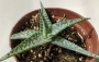 Алое (Aloe rauhii White Diamond)