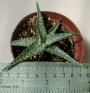 Алое (Aloe rauhii White Diamond)