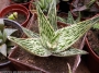 Алое (Aloe somaliensis)