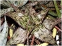 Алое (Aloe somaliensis)