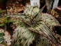 Алое (Aloe somaliensis)