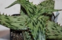 Алое (Aloe somaliensis)