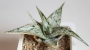 Алое (Aloe somaliensis)
