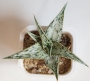 Алое (Aloe somaliensis)