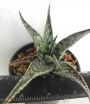 Алое (Aloe somaliensis)