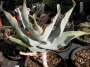 Алое (Aloe striata)