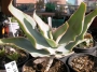 Алое (Aloe striata)