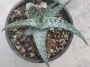 Алое (Aloe Sugar White)