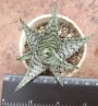 Алое (Aloe Sugar White)