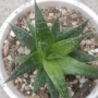Алое аристата (Aloe aristata)
