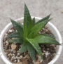 Алое аристата (Aloe aristata)