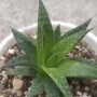 Алое аристата (Aloe aristata)
