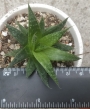 Алое аристата (Aloe aristata)