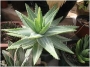 Алое бревифолия (Aloe brevifolia albivariegata)