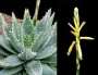 Алое бревифолия (Aloe brevifolia albivariegata)