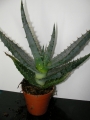 Алое ферокс малко (Aloe ferox)