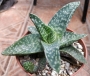 Гастералое (GASTERALOE)