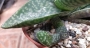 Гастералое (GASTERALOE)