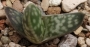 Гастералое (GASTERALOE)