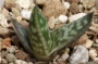 Гастералое (GASTERALOE)