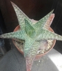 Гастералое (GASTERALOE)