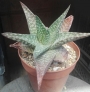 Гастералое (GASTERALOE)