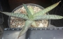 Гастералое (GASTERALOE)