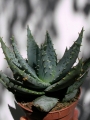 Алое (Aloe peglerae, Aloe marlotii)